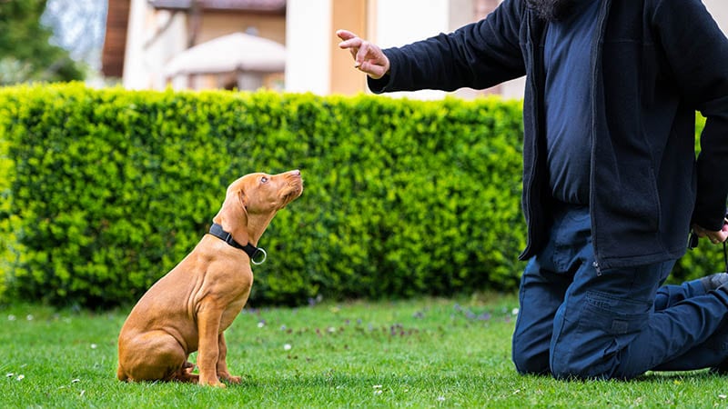 vizsla wearing collar while on training