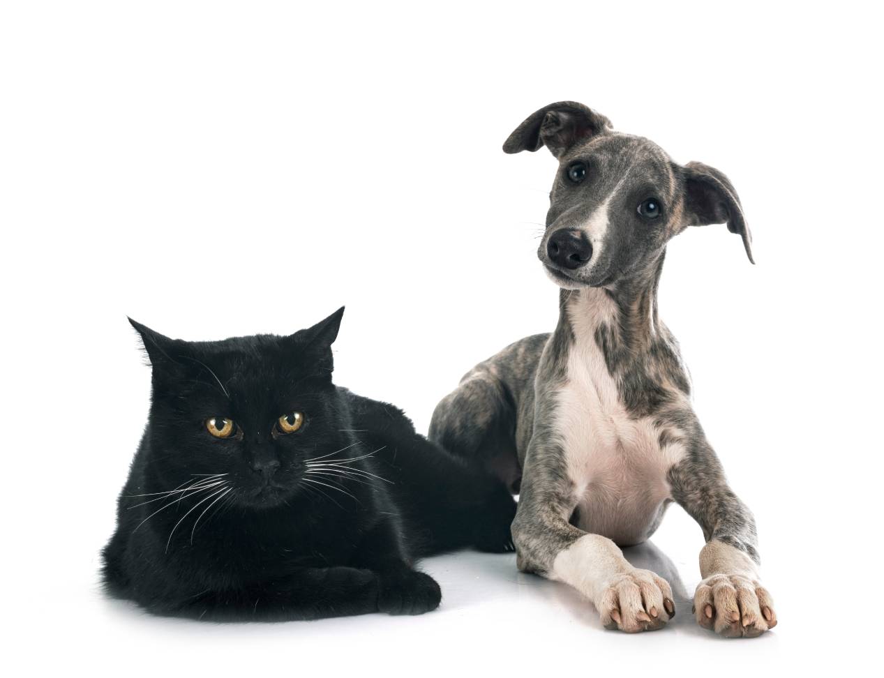 Introducing a whippet sales to a cat