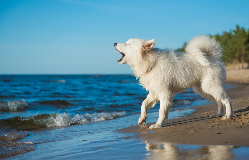 white samoyed dog barking on the beach shore of the baltic sea