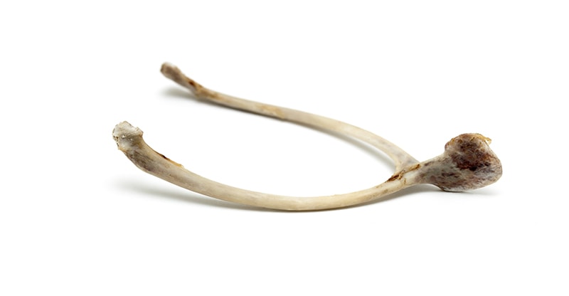 wish bone of a turkey