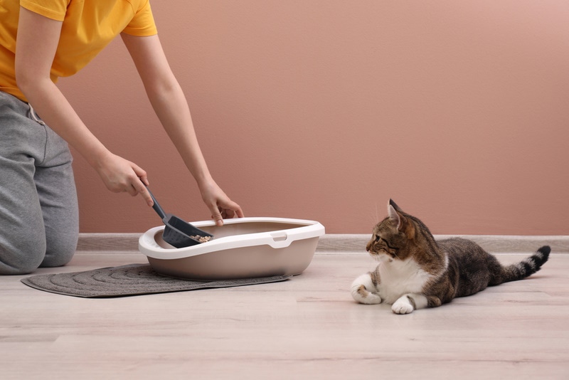 woman cleaning cat litter box