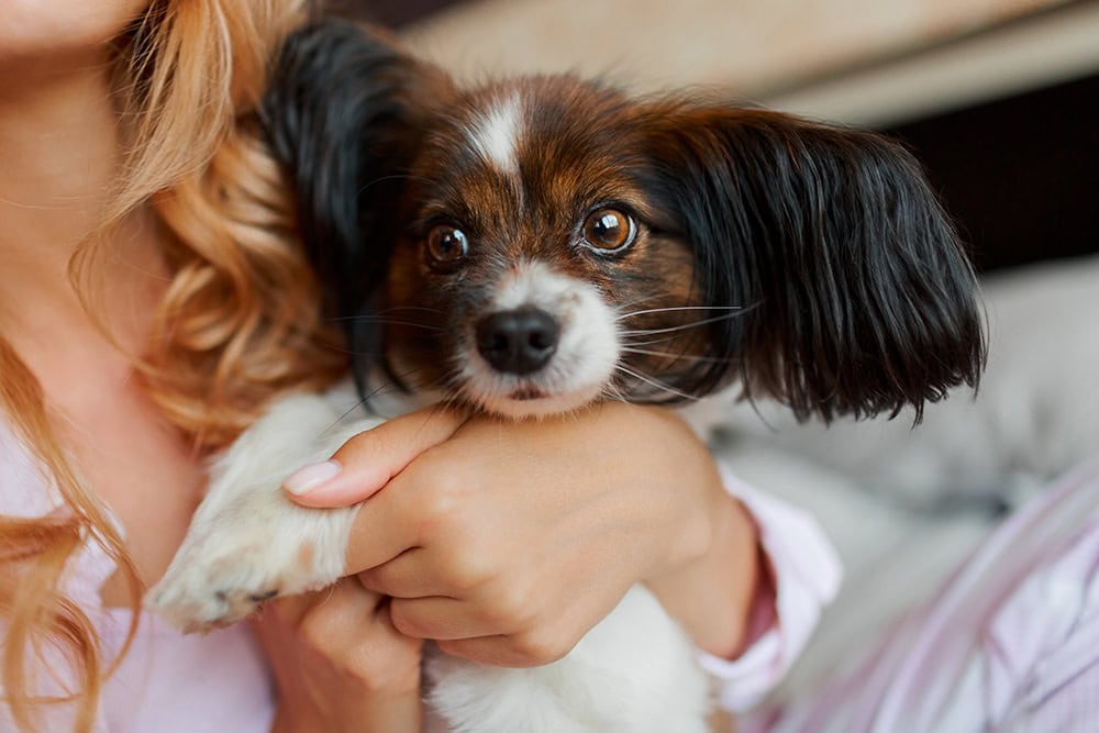 woman holding a papillon dog