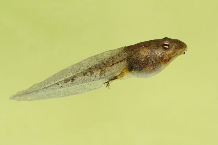 wood-frog-tadpole-with-legs