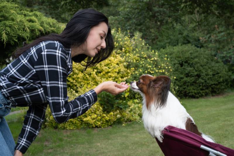 young woman trains her papillon dog