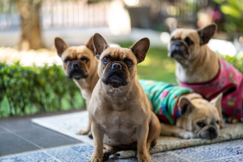 A group of French Bulldogs on indoor playground floor