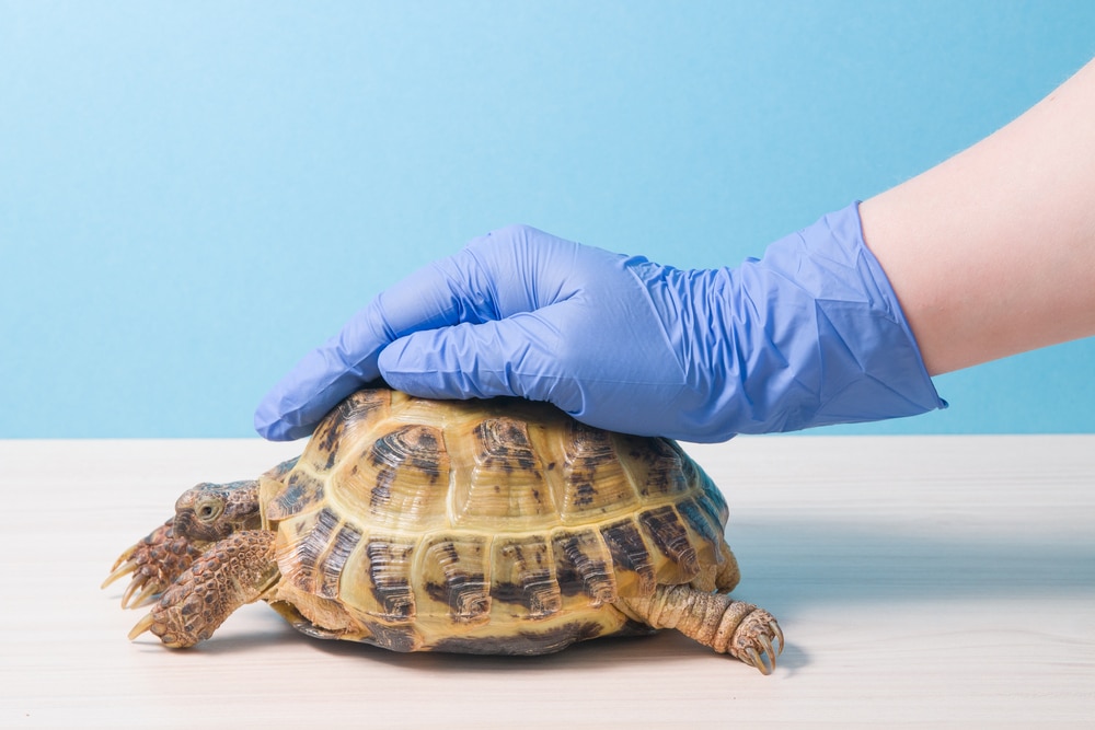 A vet gently touching a Tortoise