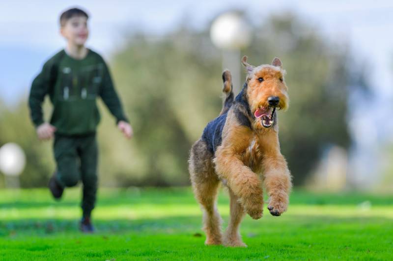 Airedale Terrier dog runs free with owner at the back