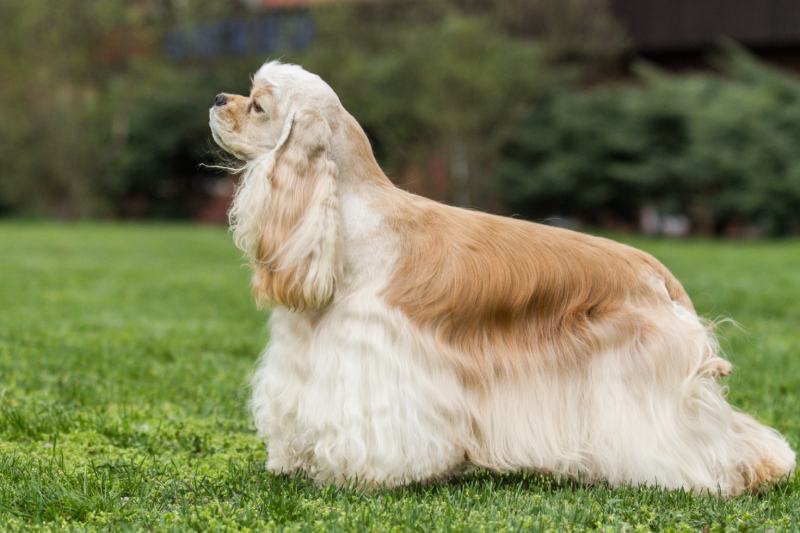 How To Groom A Cocker Spaniel At Home: How To Guide - Fidose of Reality