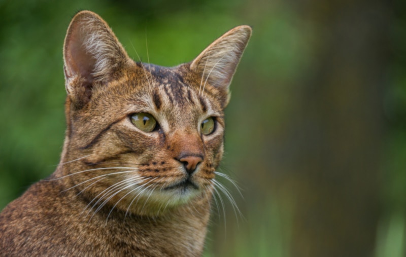 Ashera Savannah cat portrait