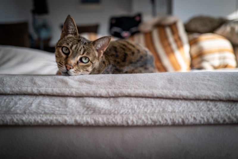 Ashera cat lying on a couch