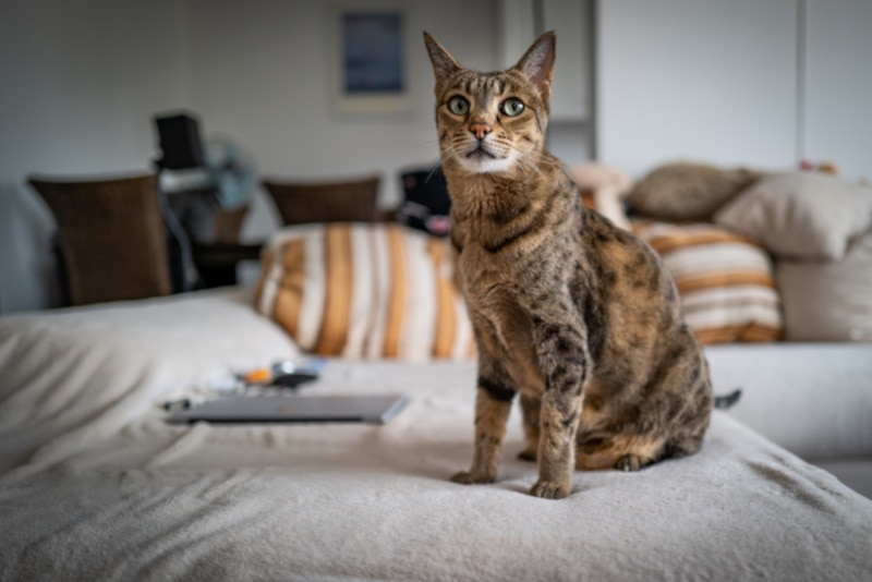 Ashera cat sitting on a couch