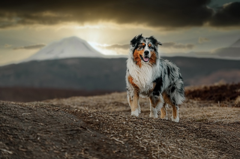 Grooming? … Do you recommend having your aussies hair cut/thinned? Bronco  lives in the (already) 100° Texas heat. I have read that their coat helps  keep them cool but have also read