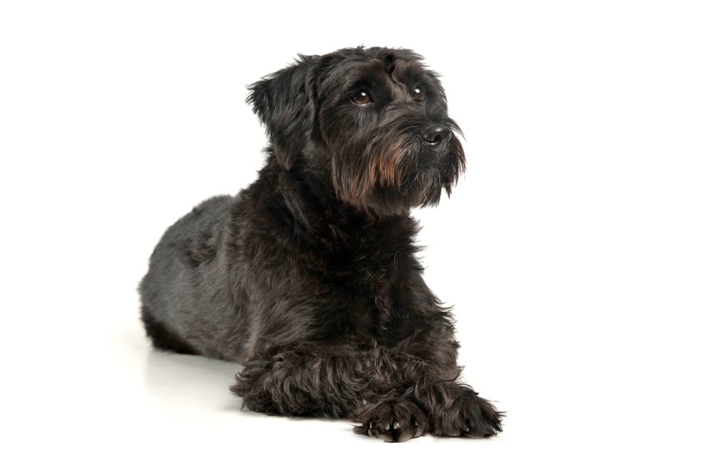 Bascottie Scottish Terrier x Basset Hound Mix