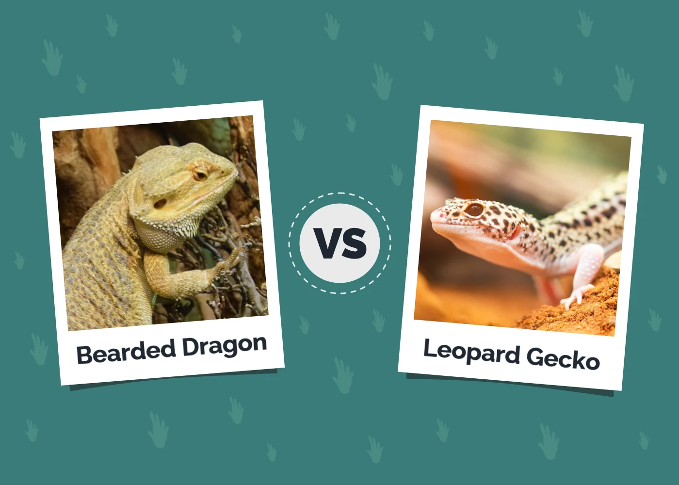 Bearded Dragon vs Leopard Gecko: The Key Differences (With Pictures