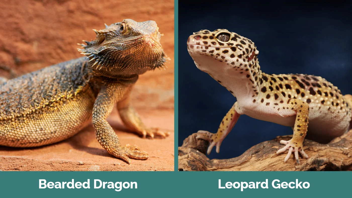 Bearded Dragon vs Leopard Gecko - Visual Differences