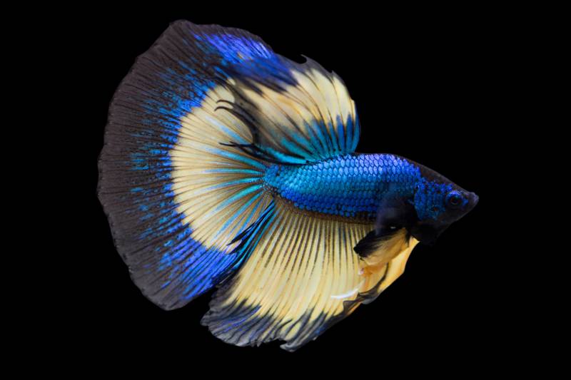 Betta Mustard Gas Halfmoon