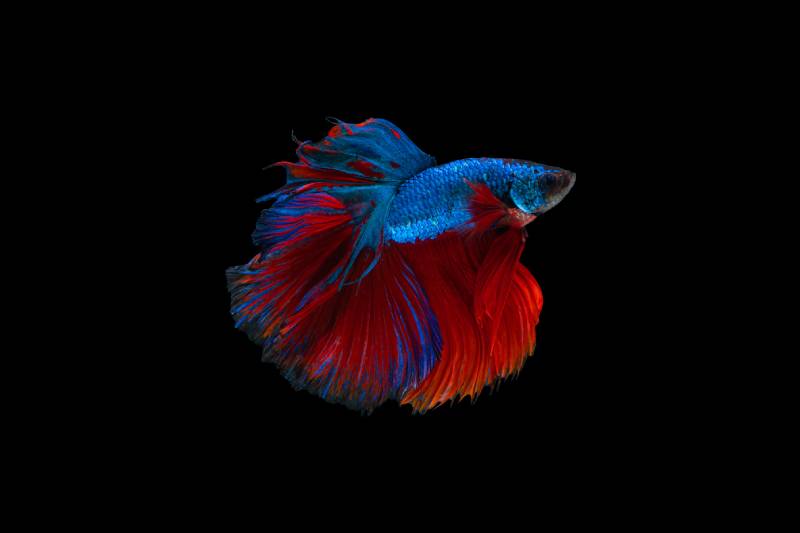 Bi-Colored betta fish