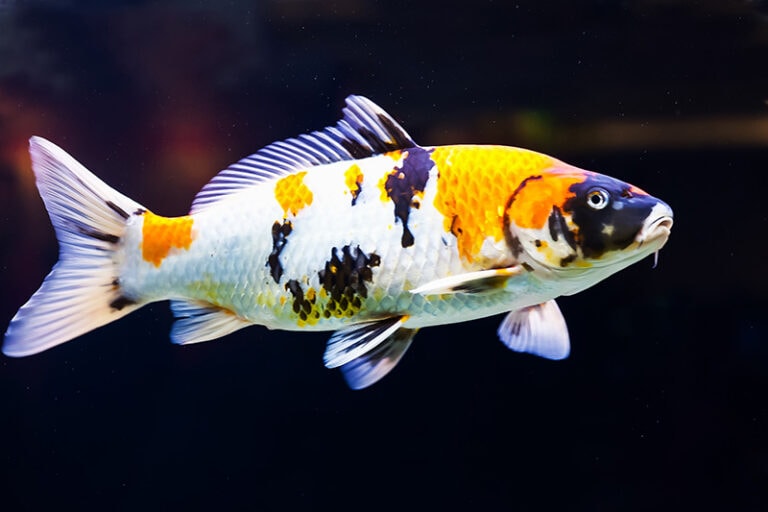 How Long Do Koi Fish Live? Average Lifespan, Data & Care Guide Hepper