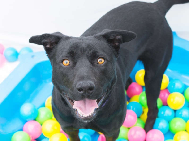 Black labrador retriever playing in the ball pit