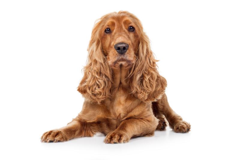 305 Cocker Spaniel Haircut Stock Photos - Free & Royalty-Free Stock Photos  from Dreamstime