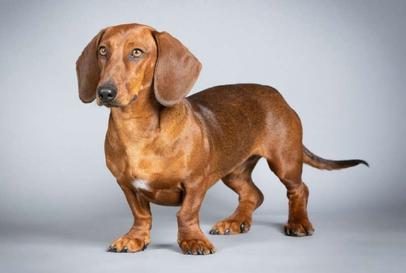 Brown smooth-haired dachshund standing in a studio