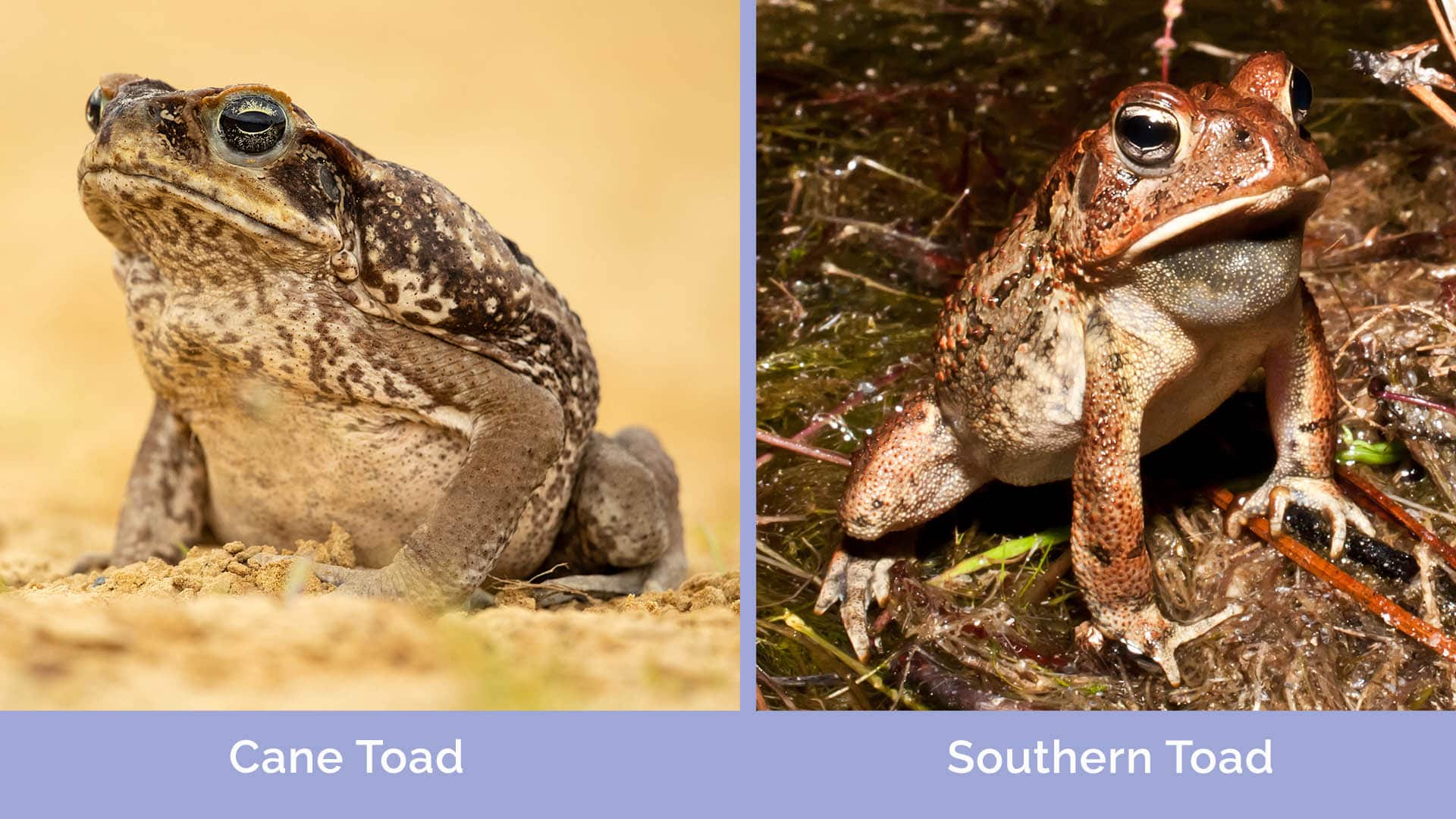 Cane Toad vs Southern Toad The Differences (with Pictures) Hepper
