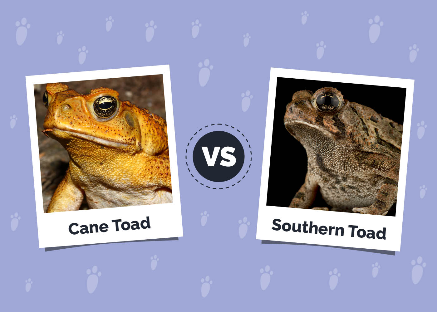 Cane Toad vs Southern Toad