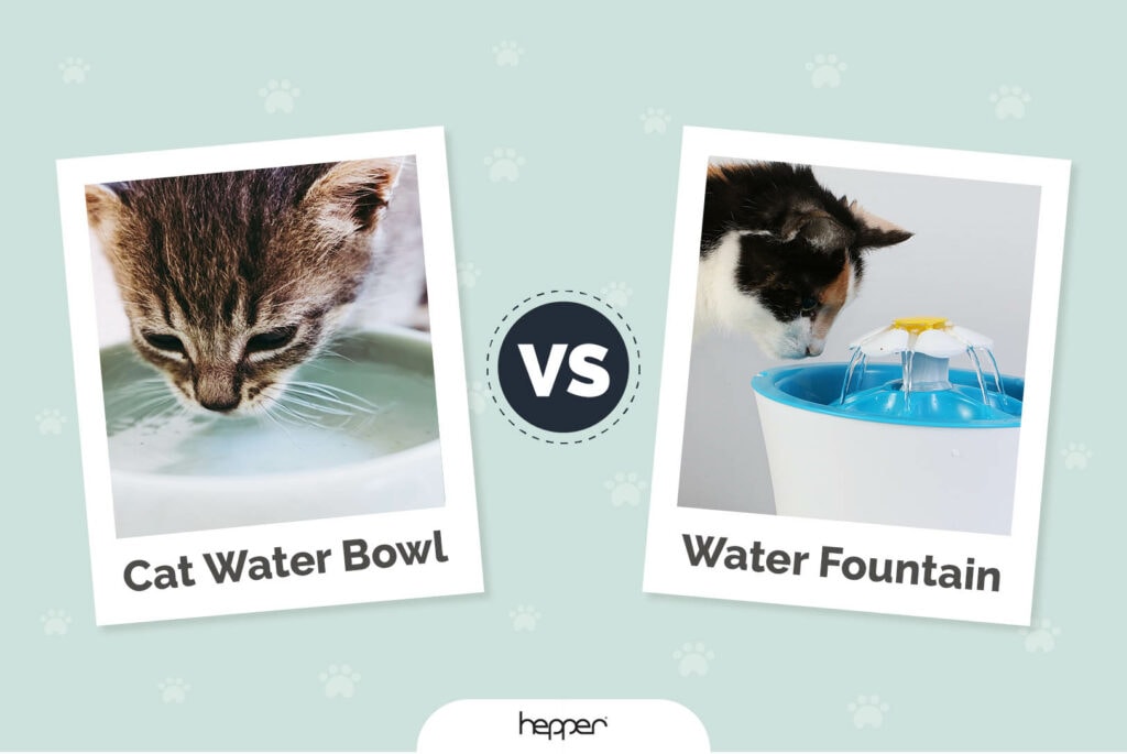 Cat Water Bowl vs Fountain