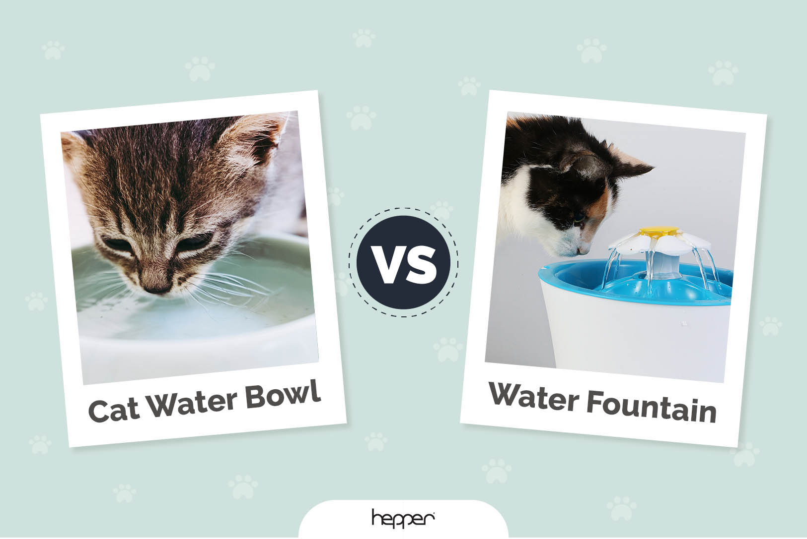 Cat Water Bowl vs Fountain