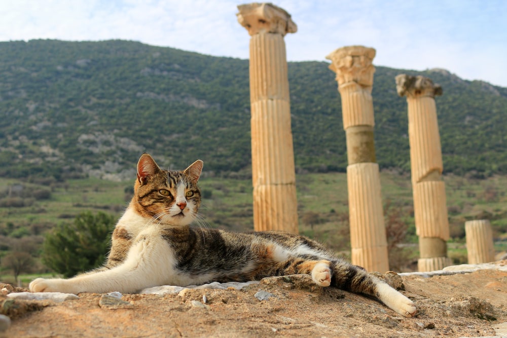 Cat laying near roman ruins