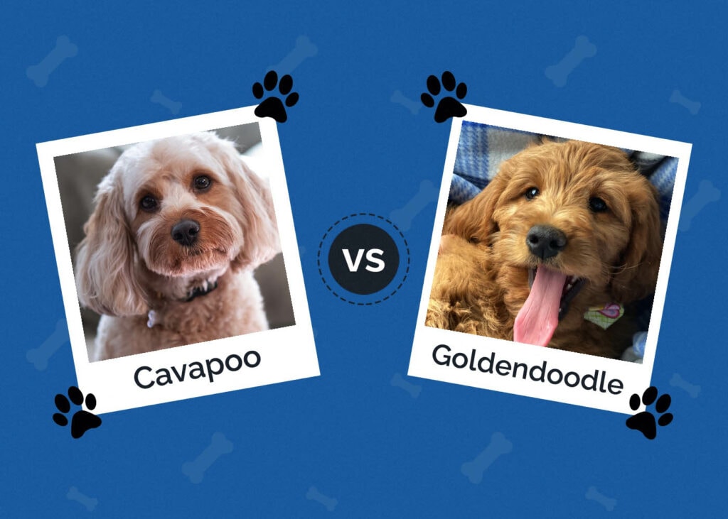 Cavapoo vs Goldendoodle