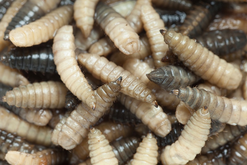 Close up of maggots