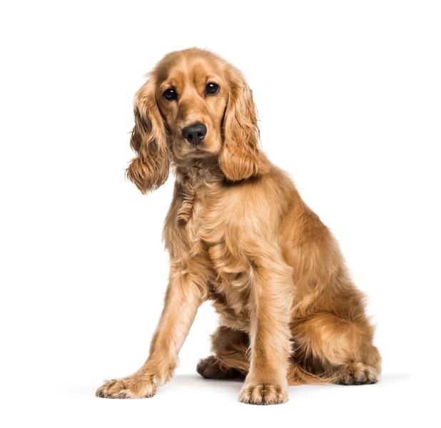 Cocker spaniel with clearance short hair