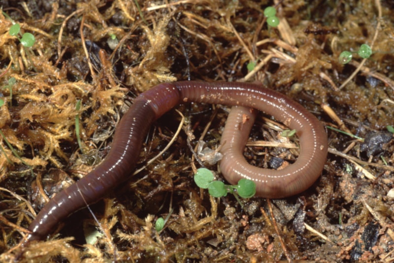 Common earthworm nightcrawler in the dirt