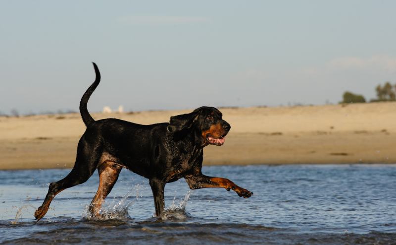Coonhound dog running at the beach