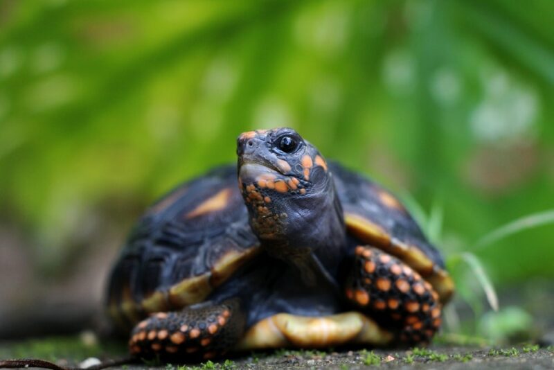 Cute small baby Red-foot Tortoise in the nature