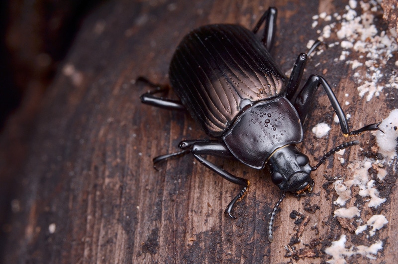 Darkling beetles