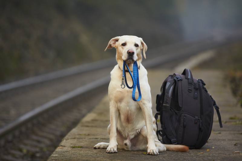 Dog is waiting for the owner on the railway platform