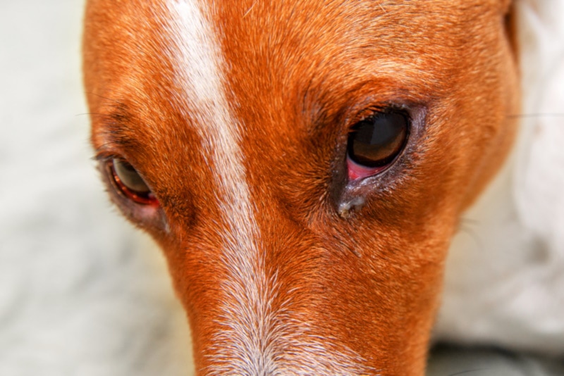 Dog with red eyes