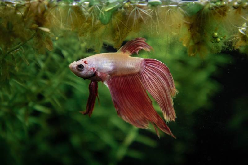 Dragon scale betta fish swimming