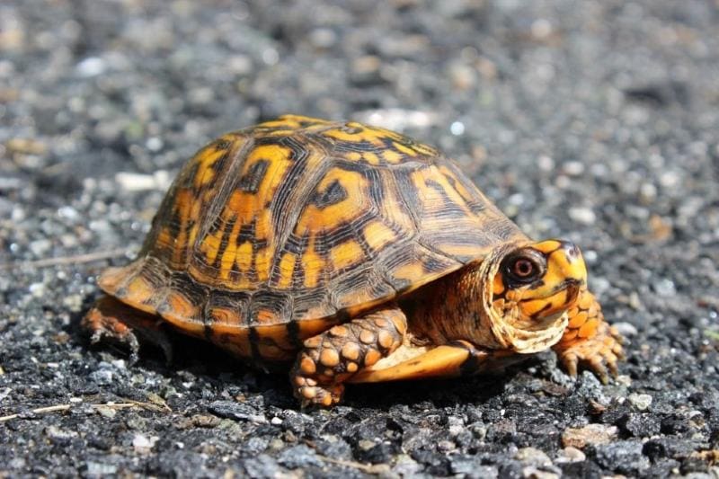 Eastern Box Turtle