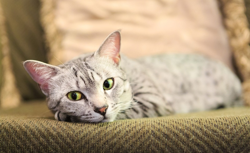Egyptian Mau cat