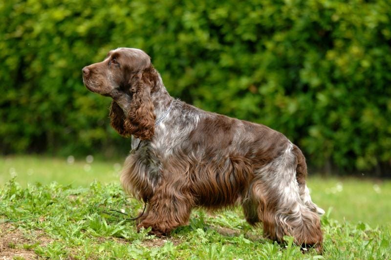 Cocker Spaniel Grooming Tips | Canna-Pet®