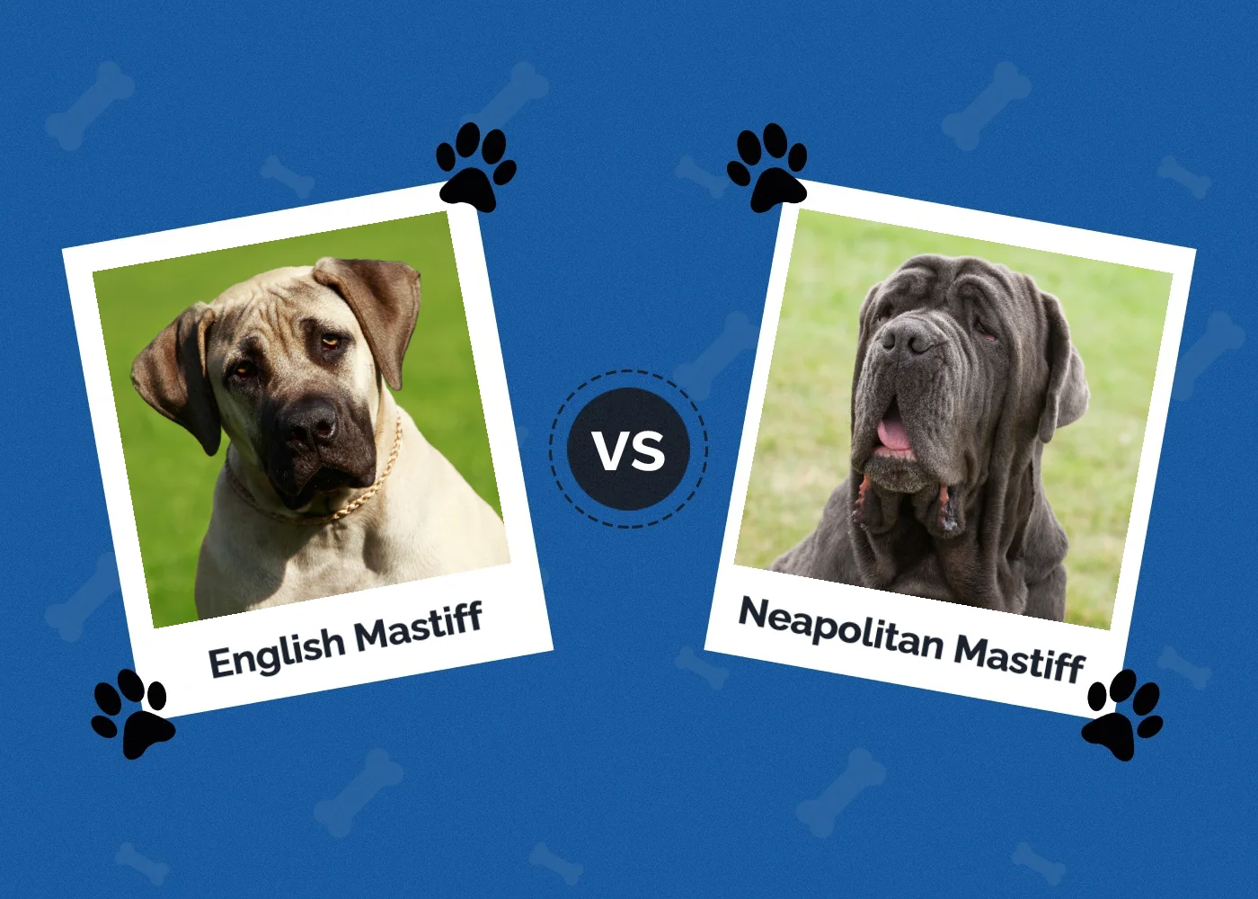 English Mastiff vs Neapolitan Mastiff - Featured Image