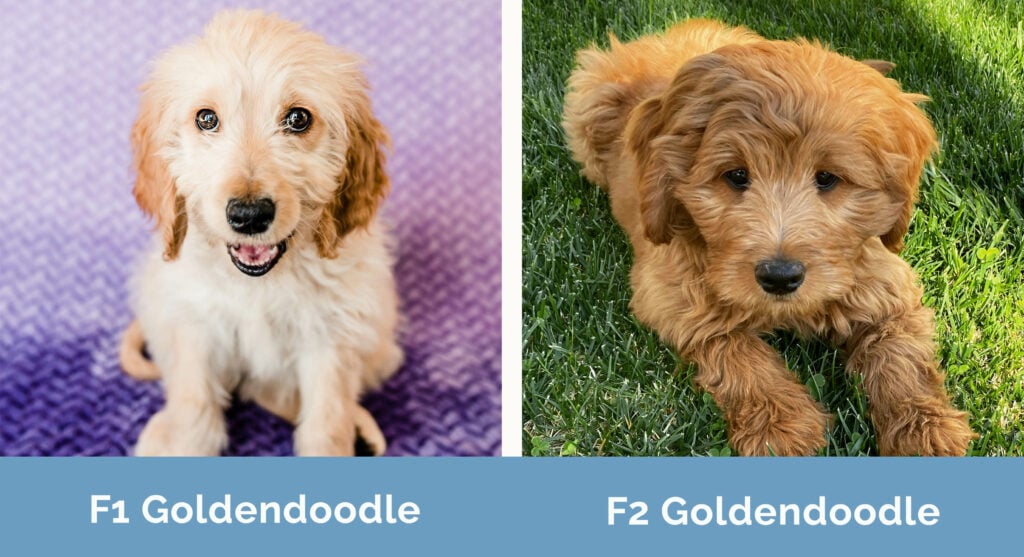 F1 vs. F2 Goldendoodle The Key Differences (with Pictures) Hepper