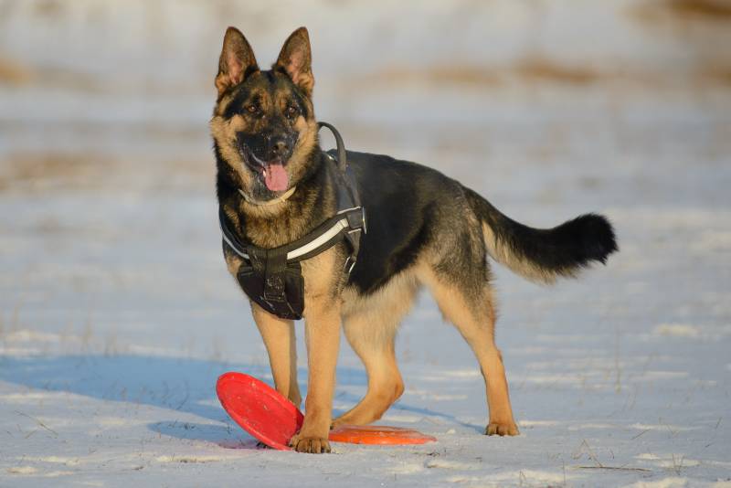 German Shepherd on a walk on a sunny winter day with Frisbee