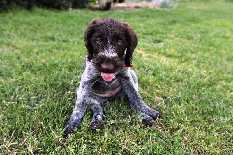 German Wirehaired Pointer puppy sitting on the grass