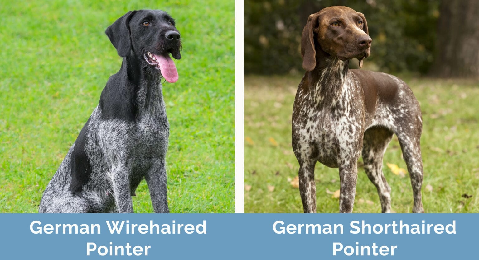 German Wirehaired Pointer vs German Shorthaired Pointer Differences