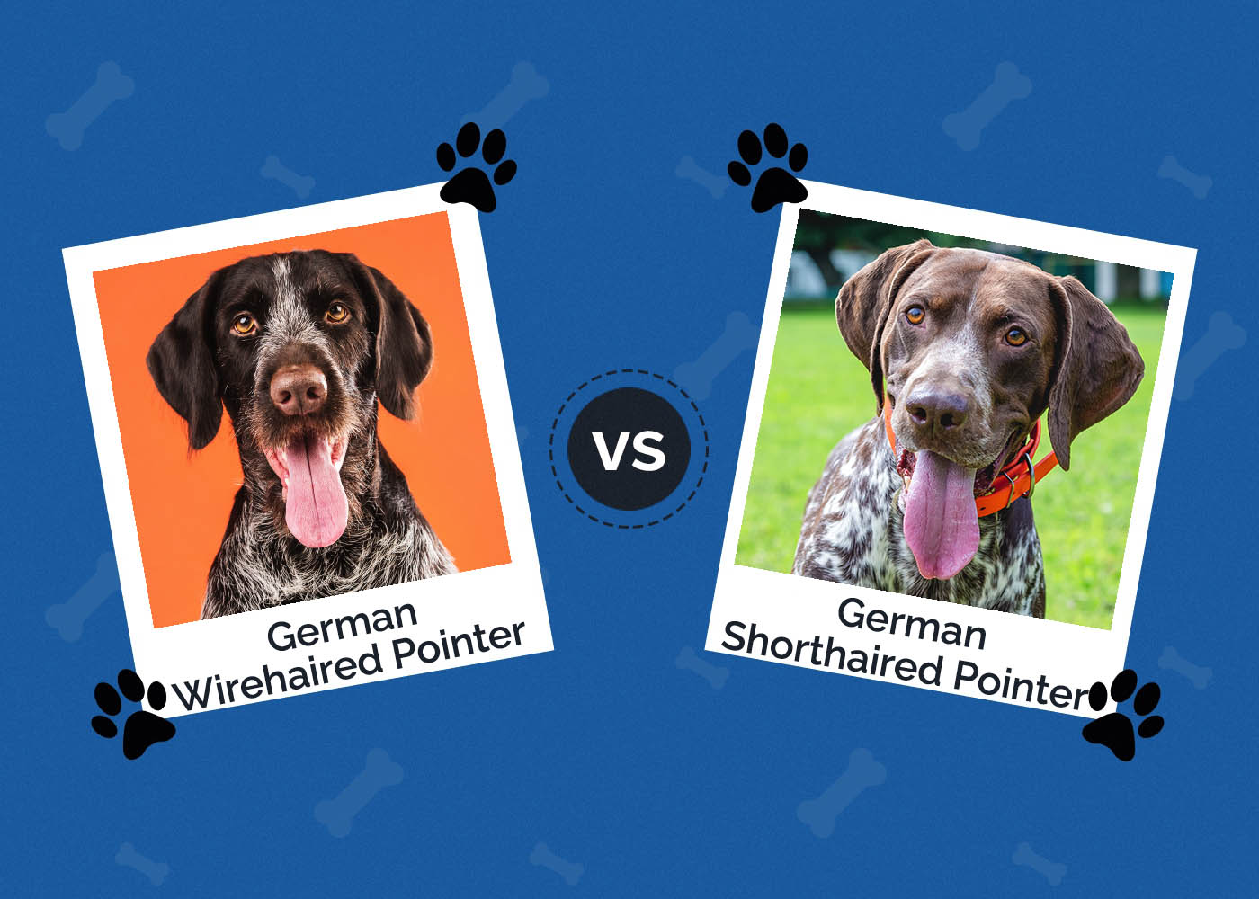German Wirehaired Pointer vs German Shorthaired Pointer