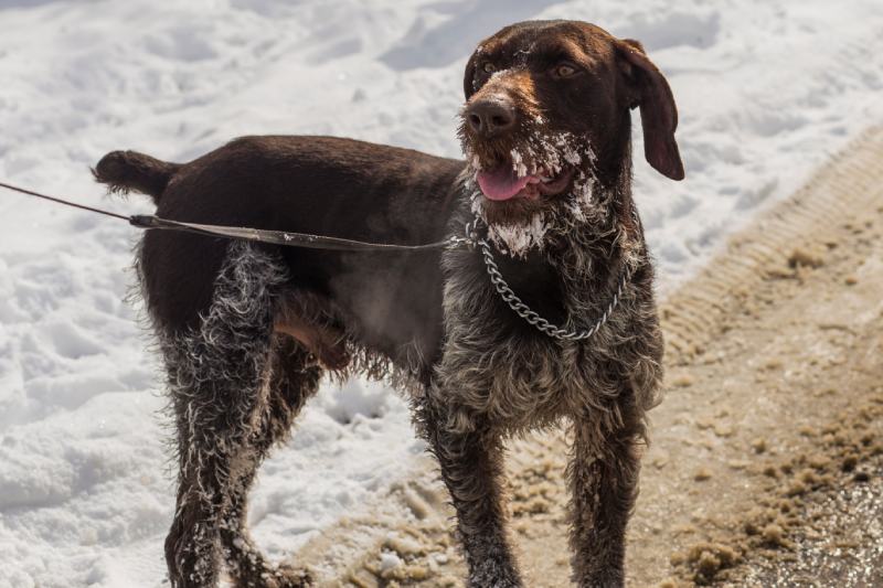 German Wirehaired Pointer walking in the snow with a leash